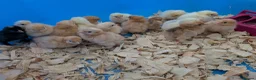Chickens poultry for sale: Pekin bantam day old chicks - Advert 1
