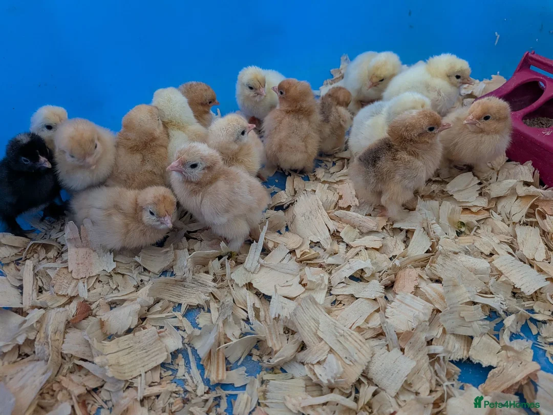 Chickens poultry for sale: Pekin bantam day old chicks - Advert 1