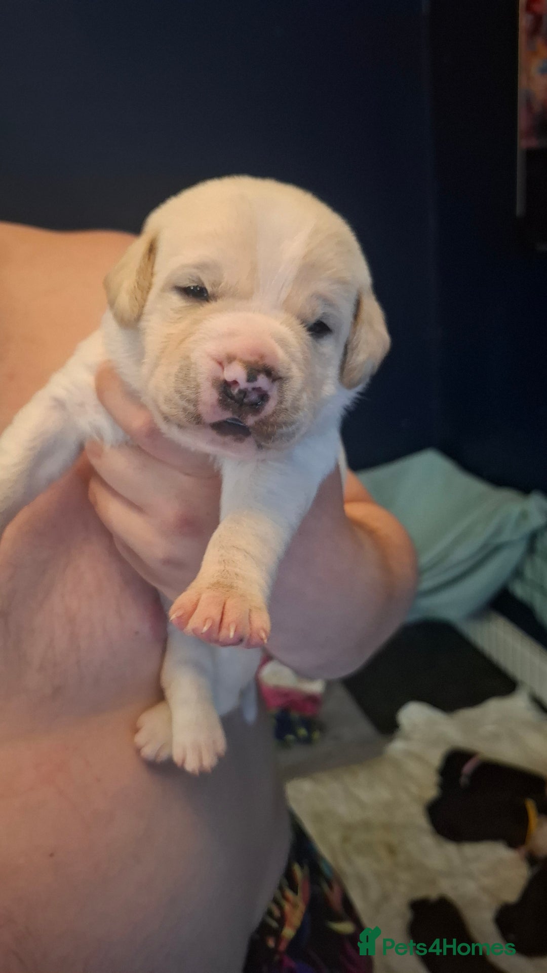 Mixed Breed dogs for sale: Canecorxer cross golden retriever  - Image 3