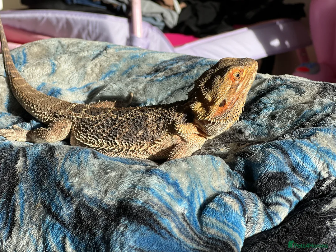Bearded Dragon reptiles for sale: Rhea (female bearded dragon)  in Braintree - Advert 2