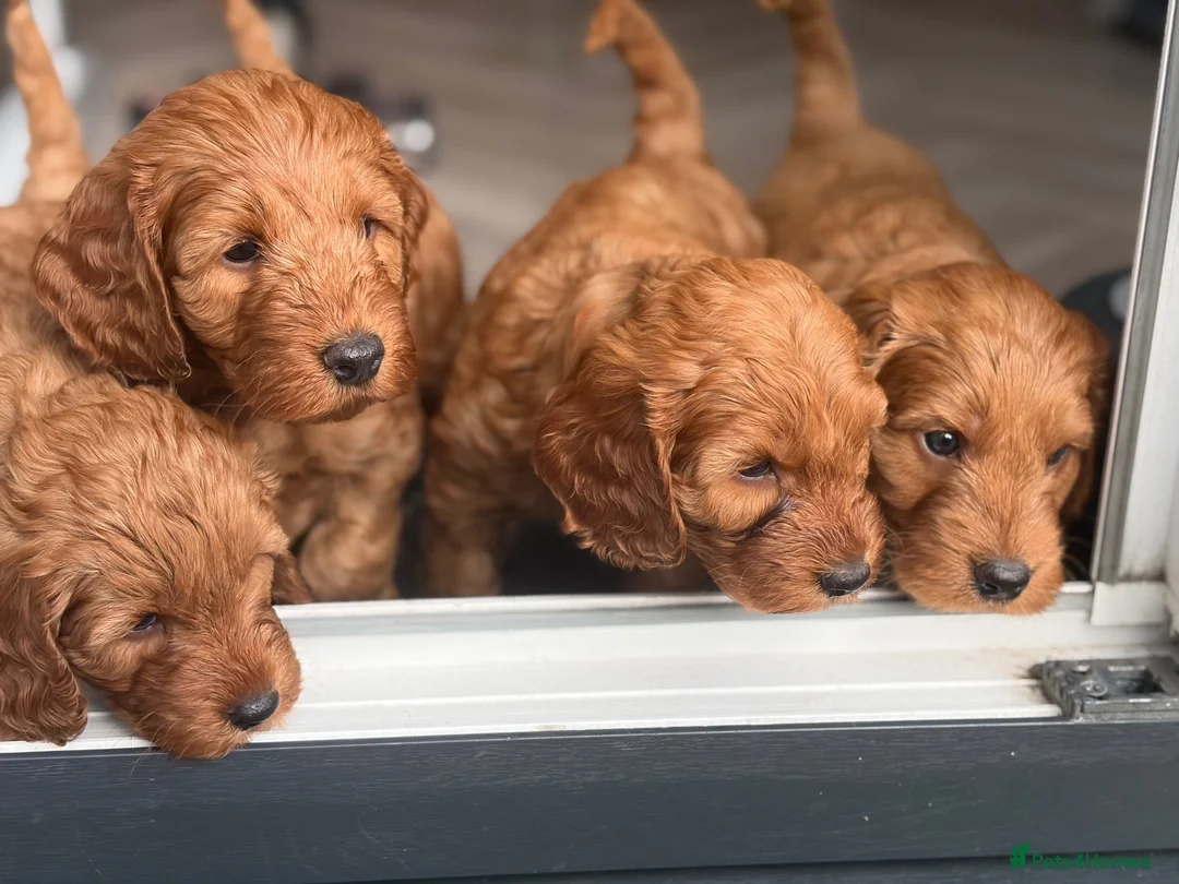 Cockapoo dogs for sale: Cockapoo in Manchester - Advert 3