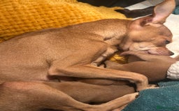Chihuahua dogs for sale: 3 beatiful Chiuawa  - Image 1