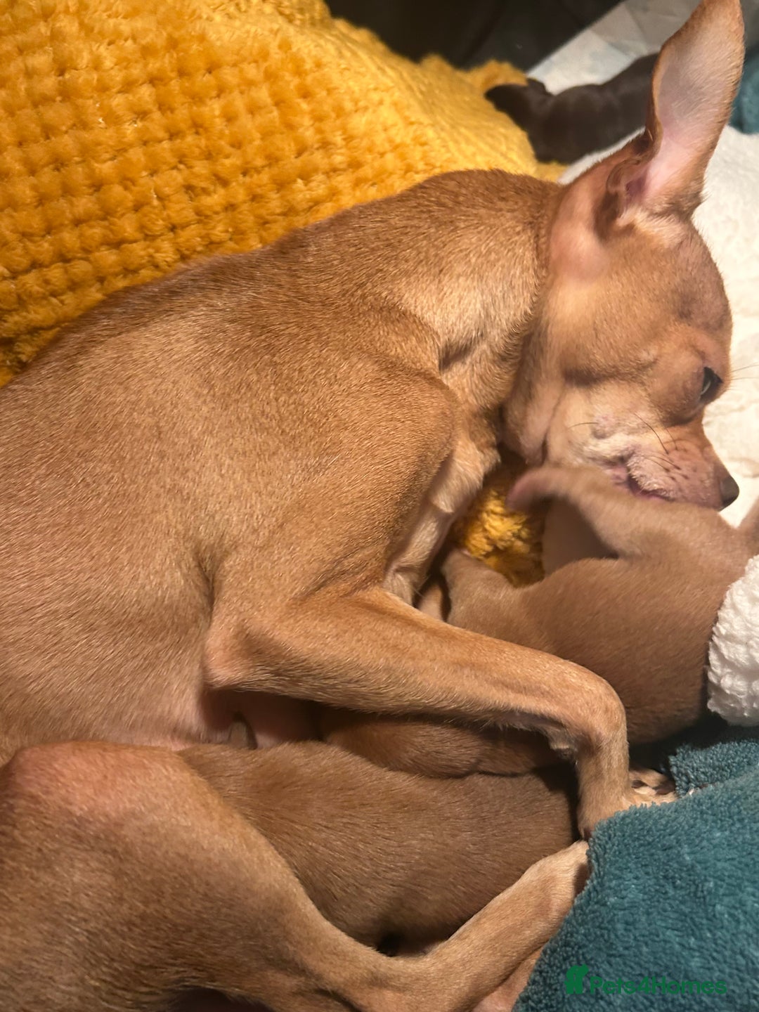 Chihuahua dogs for sale: 3 beatiful Chiuawa  - Image 1
