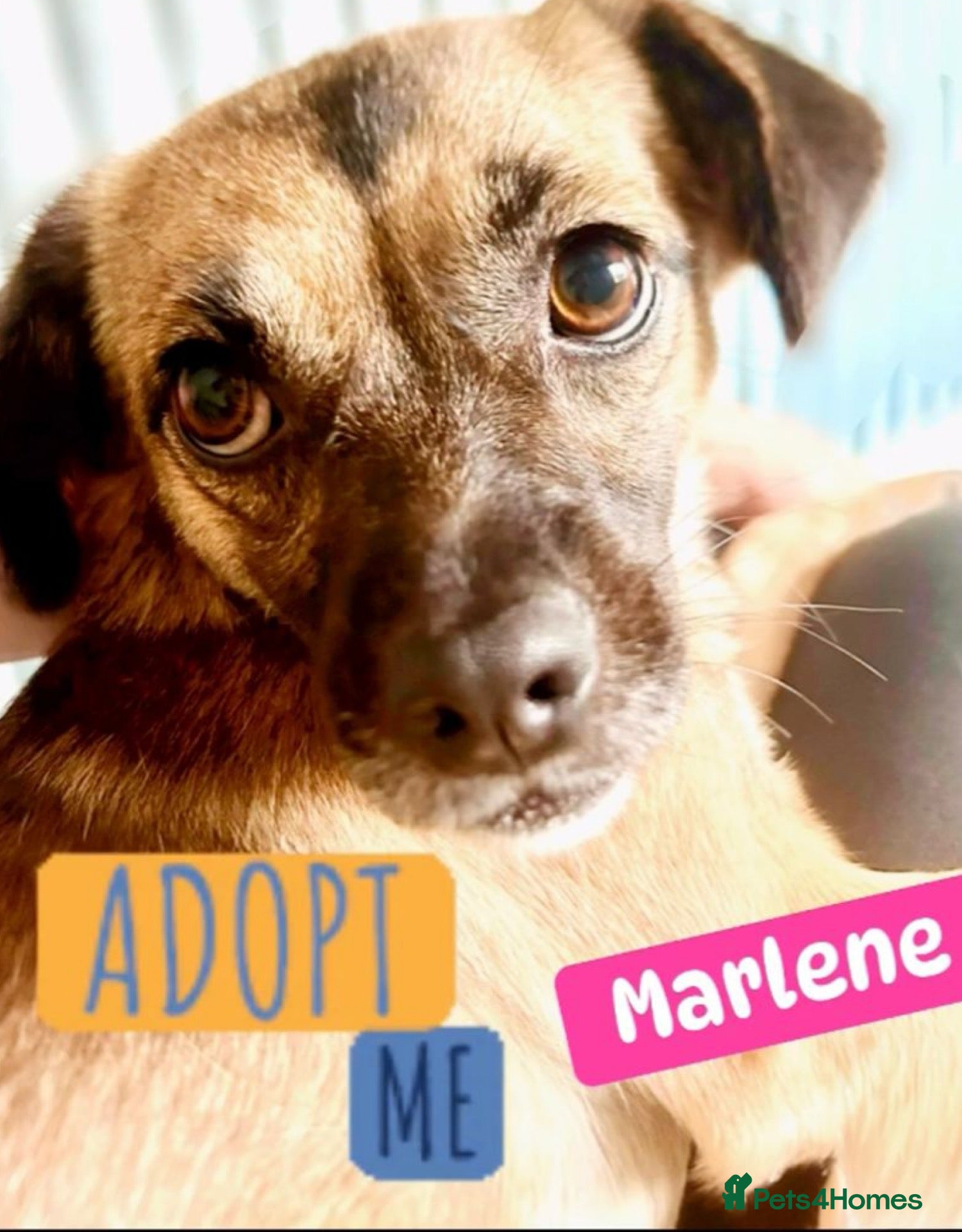 Mixed Breed dogs Meet Marlene  12 months old  6.5 kg Romanian mix  - Advert 6