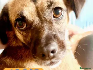 Mixed Breed dogs Meet Marlene 12 months old 6.5 kg Romanian mix - Advert 6