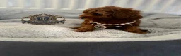 Toy Poodle dogs for stud: 👑 One-in-a-Million red Asian Toy Poodle Stud 👑 - Advert 5