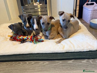 Whippet dogs 8 Week Old Whippet Puppies - Advert 3