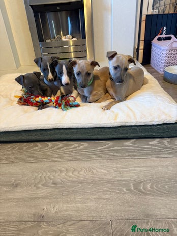 Whippet dogs 8 Week Old Whippet Puppies - Advert 1
