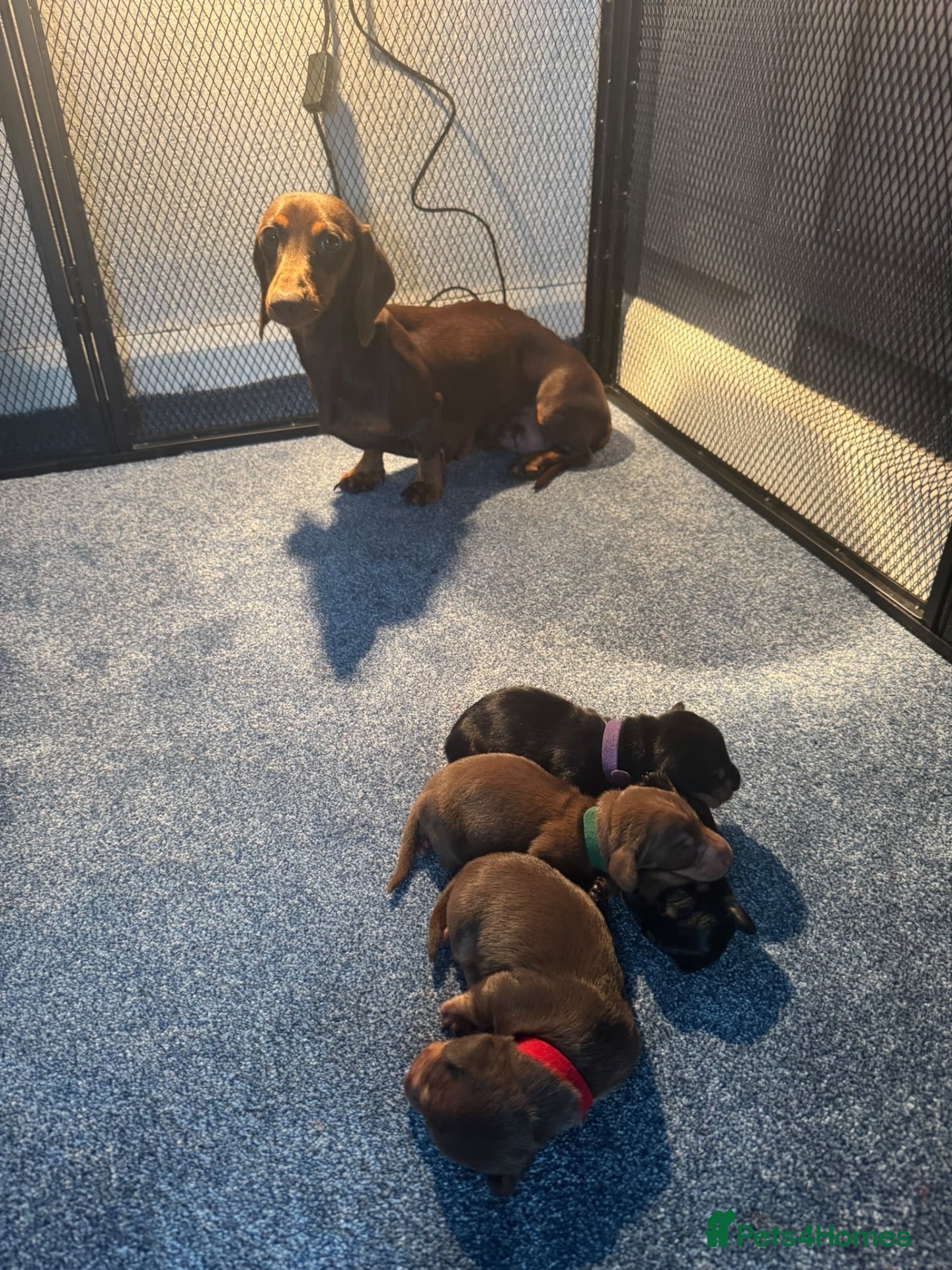 Dachshund dogs Miniature Dachshunds  - Advert 1