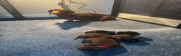 Dachshund dogs for sale: Miniature Dachshunds  in Bridgwater - Advert 1