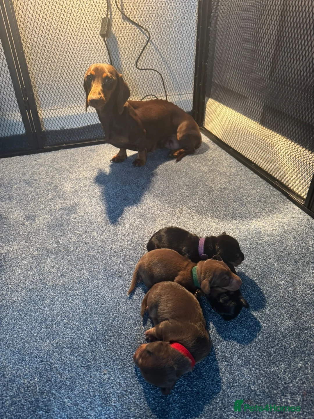 Dachshund dogs for sale: Miniature Dachshunds  in Bridgwater - Advert 1