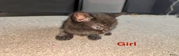 Mixed Breed cats for sale: Scottish straight, turquoise shell adorable 🥰  - Advert 22