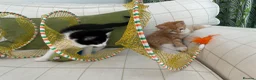 Mixed Breed cats for sale: Fabulous Kittens  in Clitheroe - Advert 5