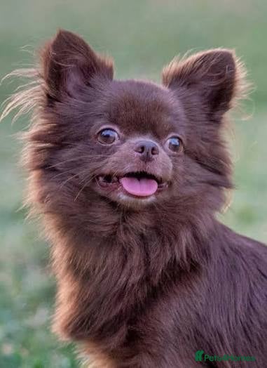 Chihuahua dogs Kc chocolate long hair chihuahua  - Advert 4