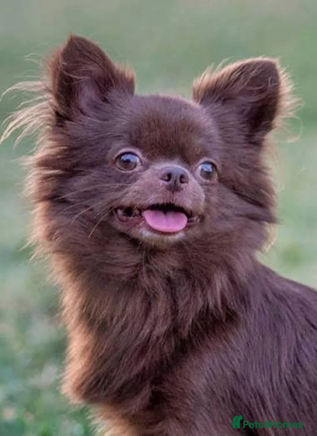 Chihuahua dogs for stud: Kc chocolate long hair chihuahua  - Advert 1
