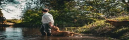 Goldador dogs for sale: Beautiful Red Goldador KC Reg Parents - Advert 30