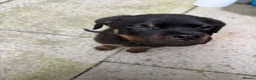 Rottweiler dogs for sale: Rottweiler puppy in Bolton - Advert 8