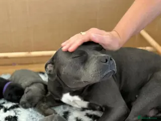 Staffordshire Bull Terrier dogs 🐾 Staffordshire Bull Terrier Puppies for Sale - Advert 10