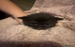 Mixed Breed cats for sale: Mixed breed kittens  - Image 6