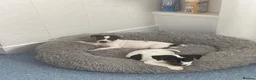 Mixed Breed dogs for sale: 3 male pups  in Pembroke - Advert 15
