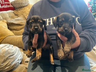 Mixed Breed dogs Two beautiful puppies looking for there new home - Advert 1