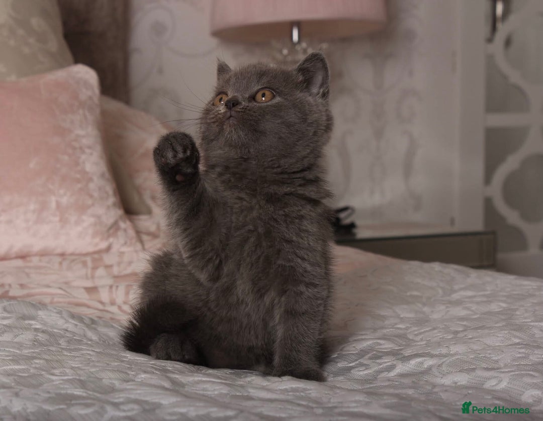 British Shorthair cats for sale: Gorgeous BSH Kittens  - Image 14