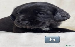 Mixed Breed dogs for sale: Outstanding sprollies pups for sale  - Image 20
