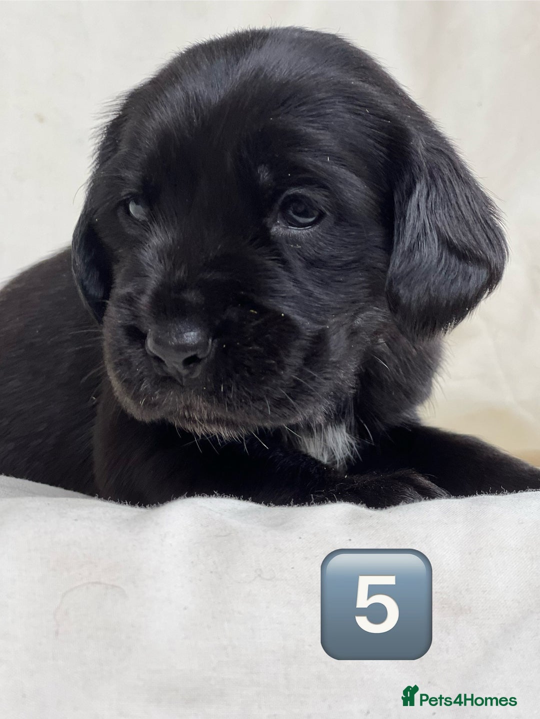 Mixed Breed dogs for sale: Outstanding sprollies pups for sale  - Image 20