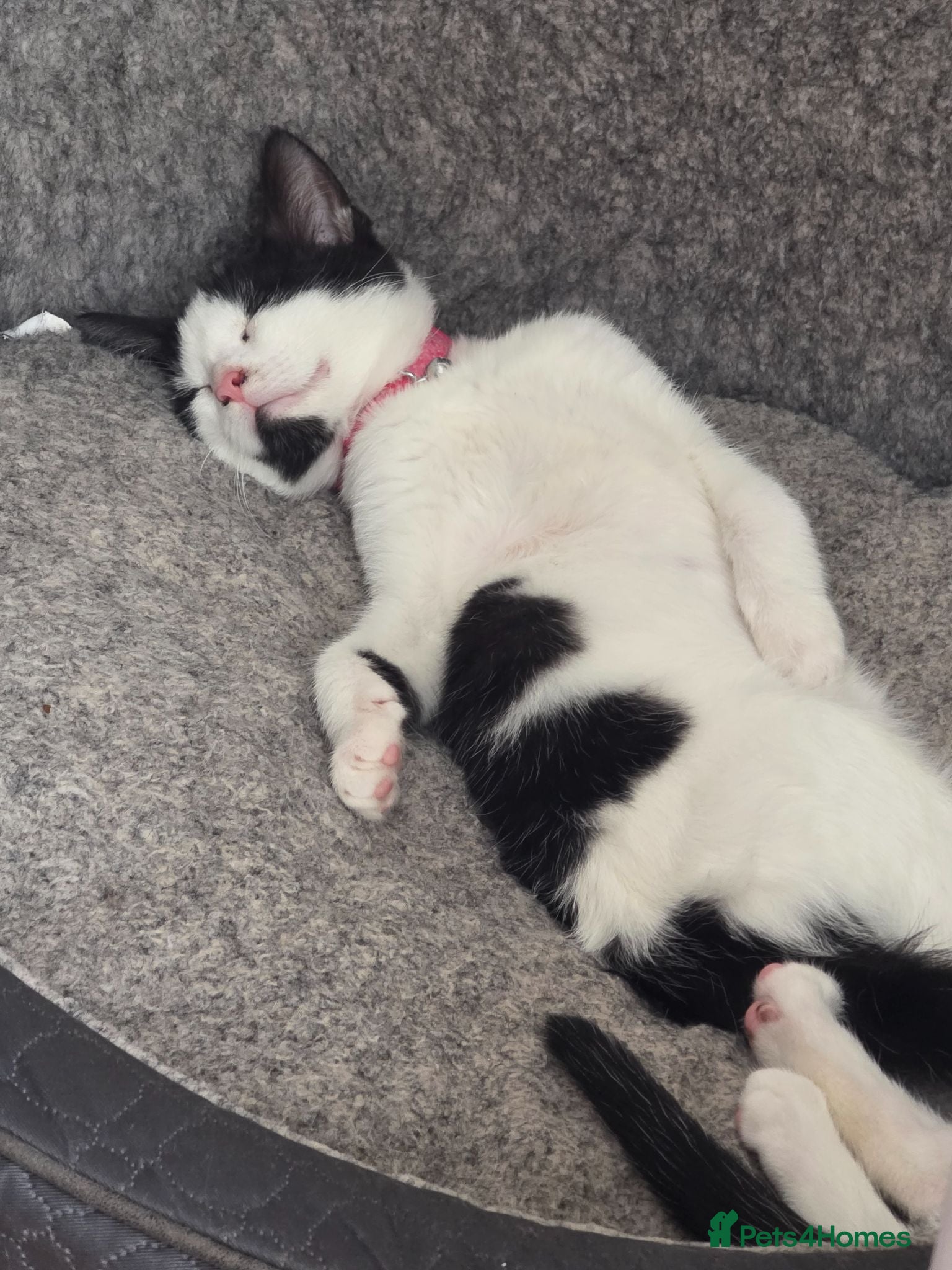 Mixed Breed cats Female mix breed  - Advert 2