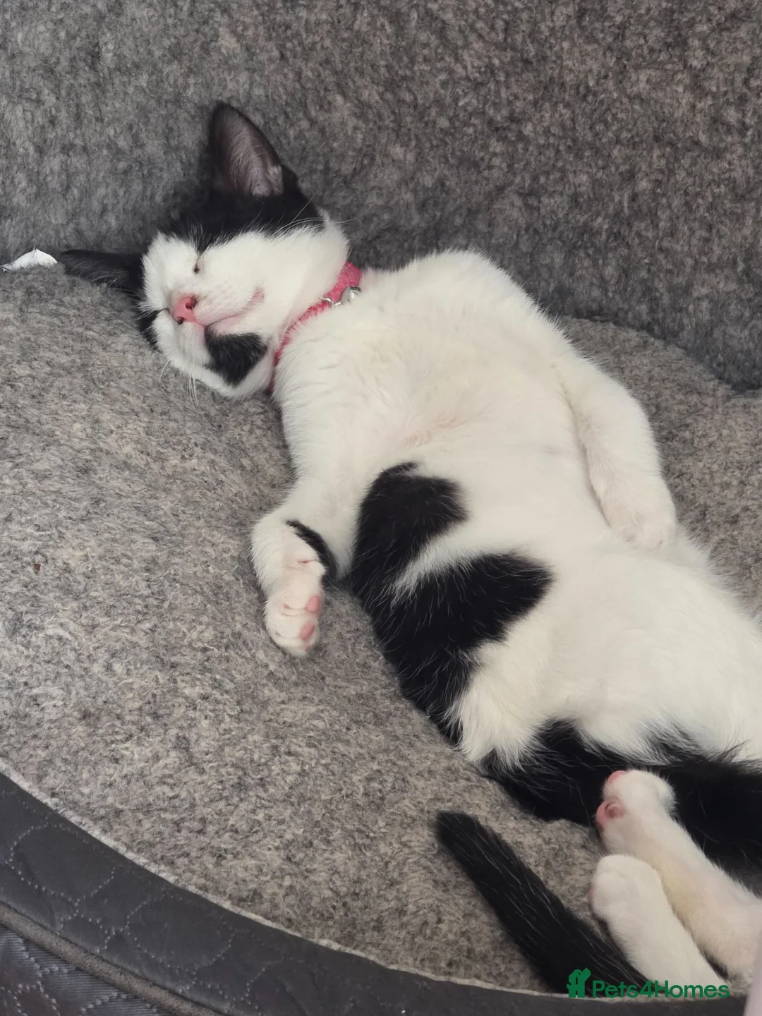 Mixed Breed cats for sale: Female mix breed  in Merthyr Tydfil - Advert 1