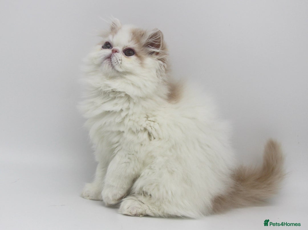 Exotic cats for sale: Outstanding quality Exotic boy & Persian girls - Image 6