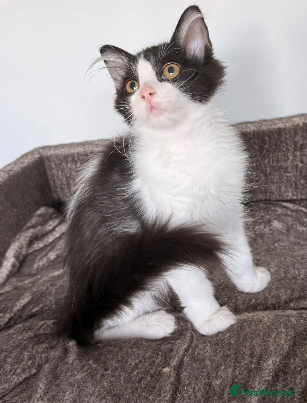 Siberian cats for sale: Full breed Siberian kittens ready now! - Advert 14