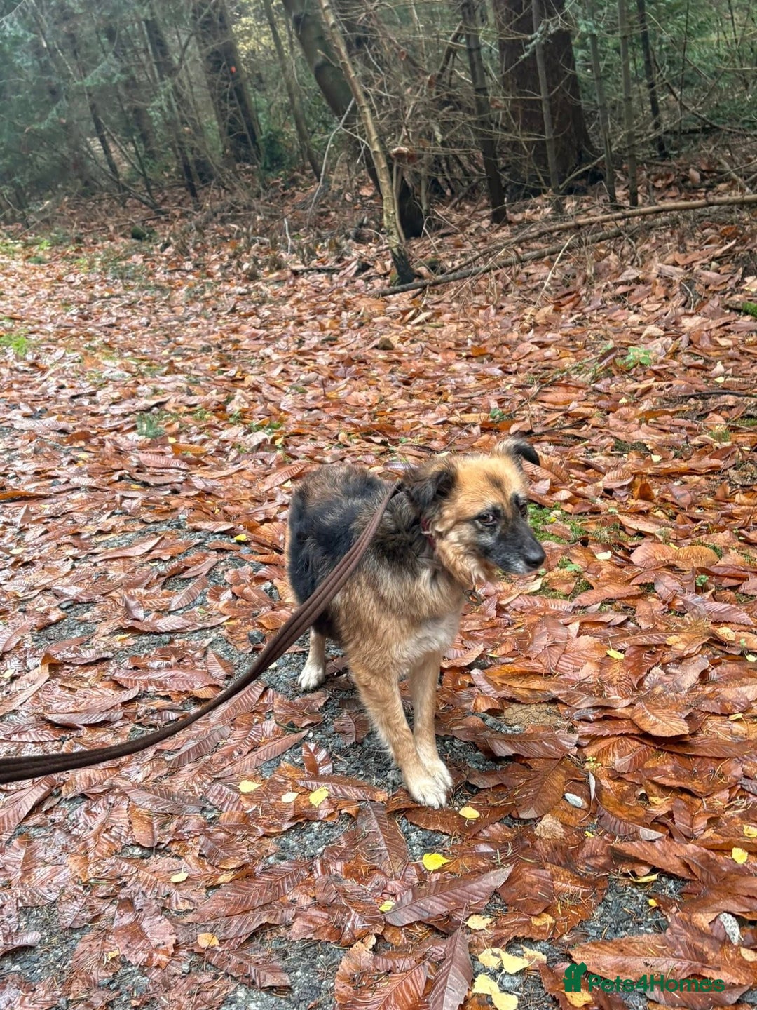 Mixed Breed dogs for adoption: Sian - Norwich Norfolk  - Advert 4