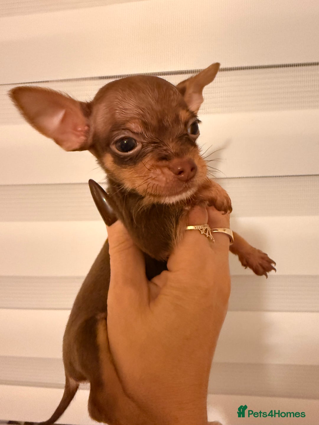 Chihuahua dogs for sale: ❣️❣️❣️Adorable Ci looking for forever home ❣️❣️ - Advert 4