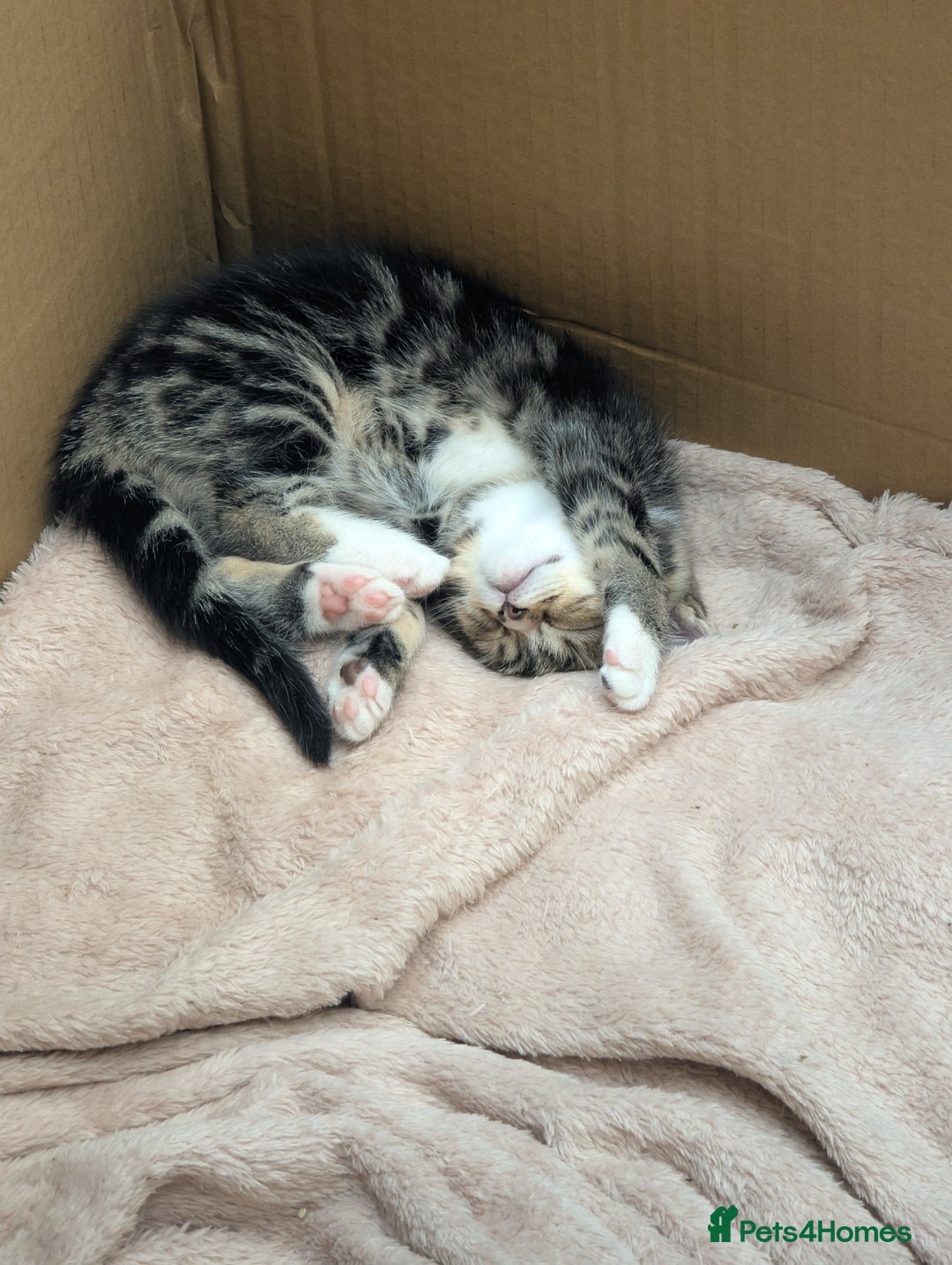 Mixed Breed cats for sale: 2 Sisters 1 Tabby and 1 Tuxedo Persian Mix - Image 4