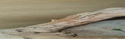 Bearded Dragon reptiles for sale: Only 5 left! Red X sun burst babies  - Advert 5