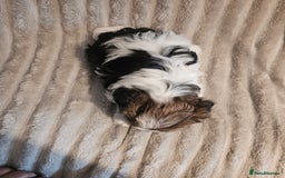 Yorkshire Terrier dogs for sale: Adorable Yorkshire Terrier Biewer Puppies Tricolor - Image 2