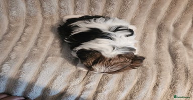 Yorkshire Terrier dogs - Advert 2