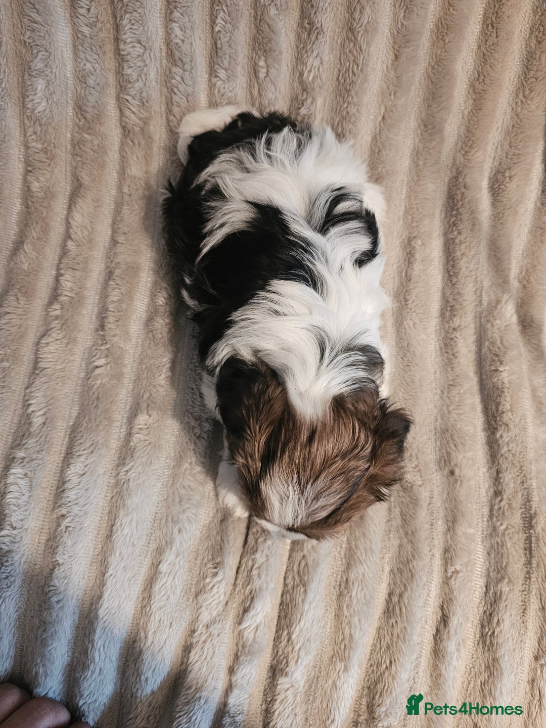 Yorkshire Terrier dogs for sale: Adorable Yorkshire Terrier Biewer Puppies Tricolor - Image 2