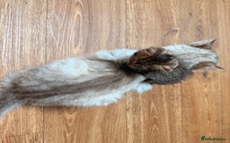 Mixed Breed cats for sale: 4x Himalayan x marble bengal x. Free 4w insurance  - Image 5
