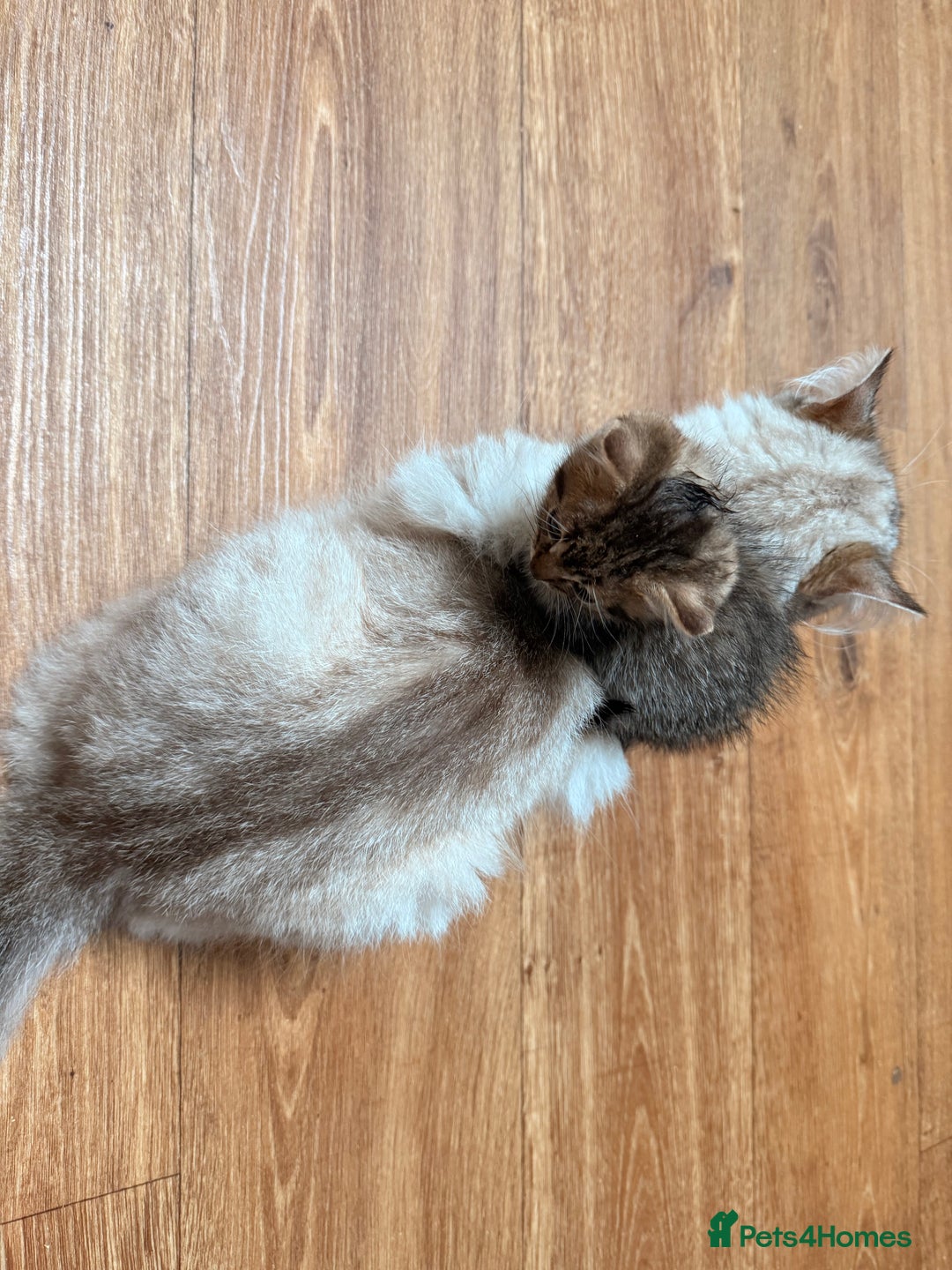 Mixed Breed cats for sale: 4x Himalayan x marble bengal x. Free 4w insurance  - Image 5