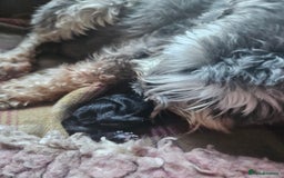 Miniature Schnauzer dogs for sale: Playful loving schnauzers - Image 3