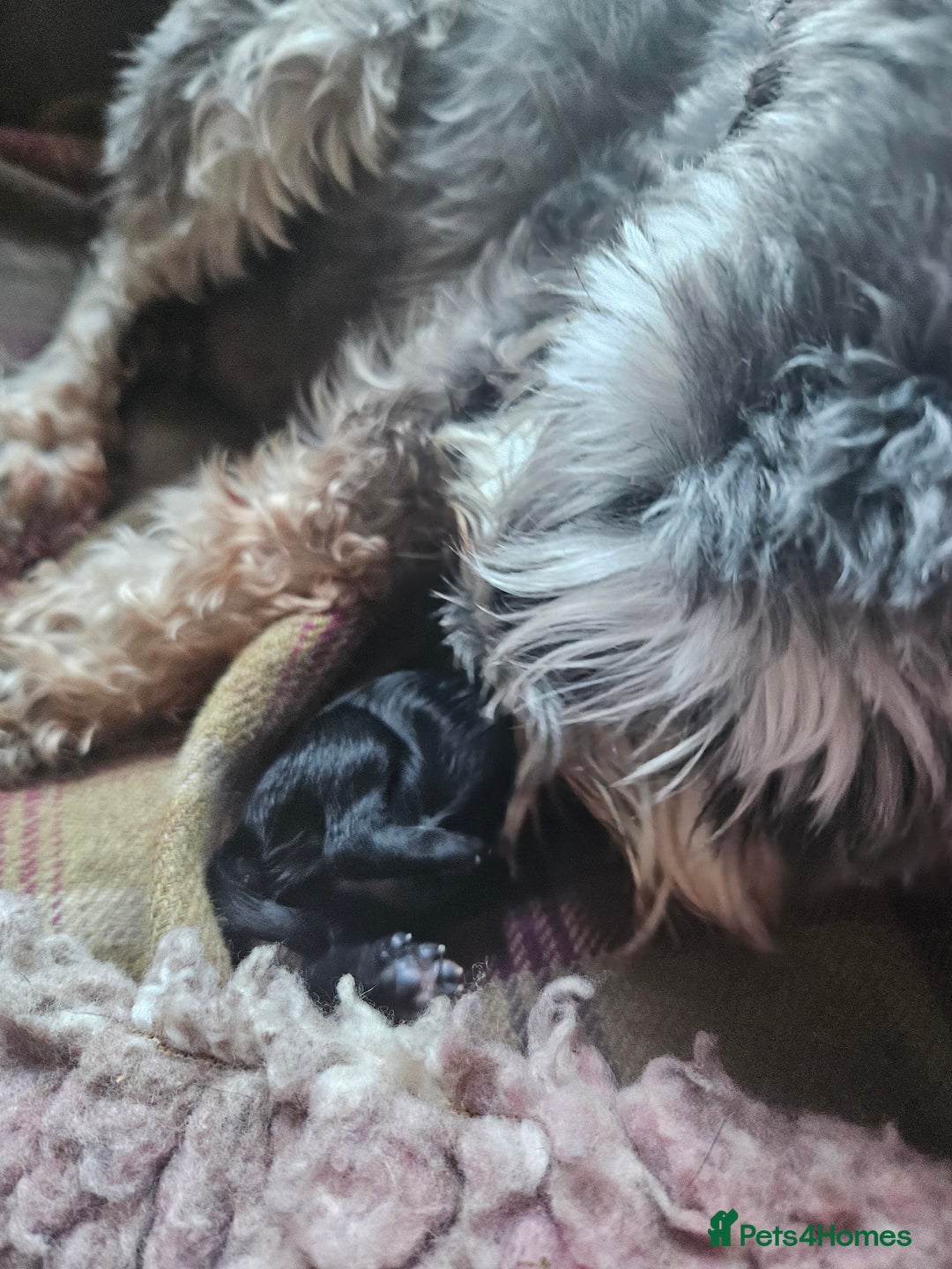 Miniature Schnauzer dogs for sale: Playful loving schnauzers - Image 3