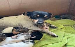 Jack Russell dogs for sale: Gorgeous Jack Russell Boys - Image 10