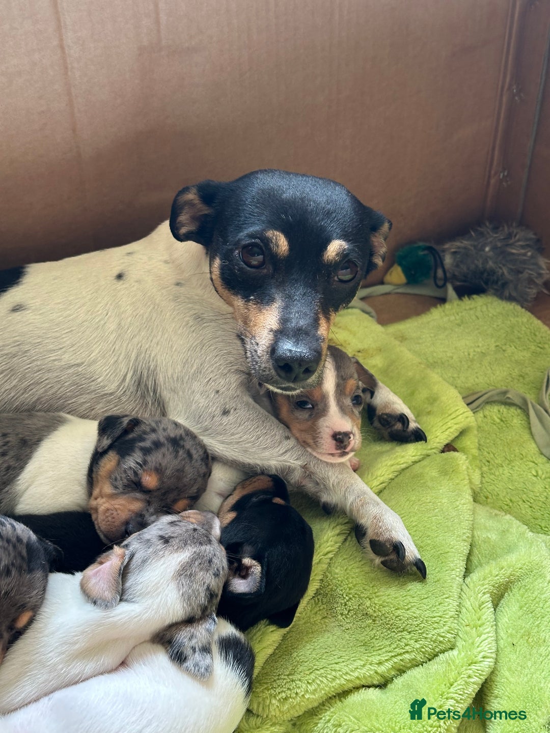 Jack Russell dogs for sale: Gorgeous Jack Russell Boys - Image 10