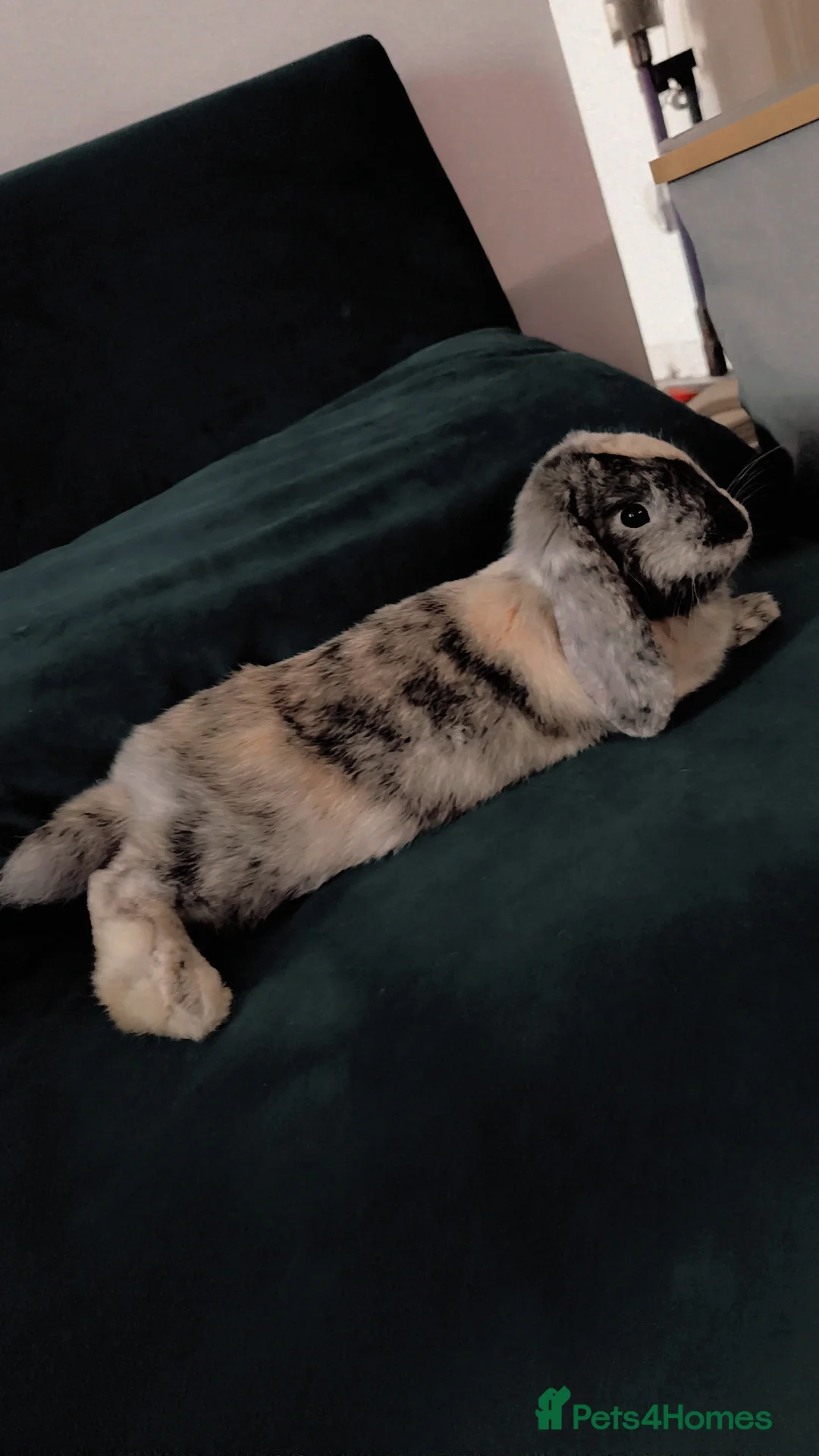 Mixed Breed rabbits for sale: Cinnamon and Rusty for rehoming (10 months old) in London - Advert 2