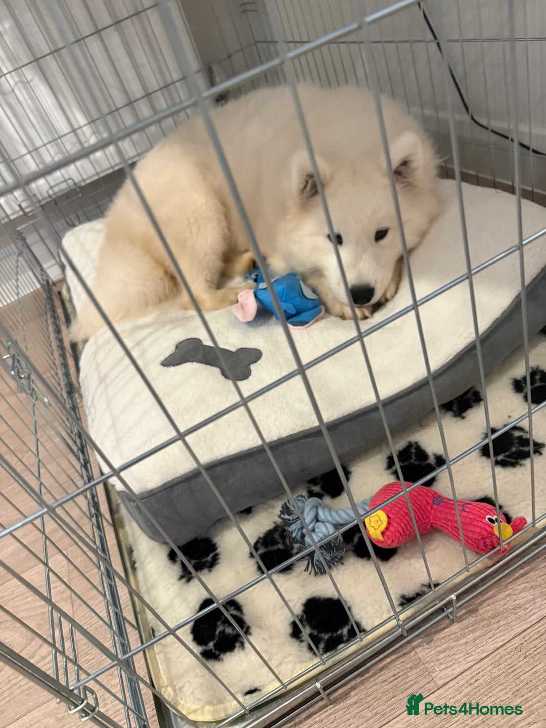 Samoyed dogs for sale: Beautiful Samoyed female  - Advert 9