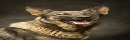 German Shepherd dogs for sale: Gorgeous German shepherd babies  - Advert 15
