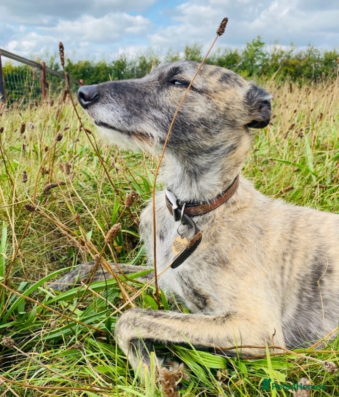Lurcher dogs for sale: 6 Stunning Lurcher Pups Available 23rd March - Advert 13
