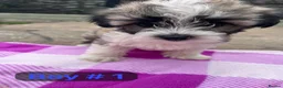 Mixed Breed dogs for sale: Bichon Frisé × Maltese Puppies - Advert 3